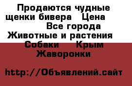 Продаются чудные щенки бивера › Цена ­ 25 000 - Все города Животные и растения » Собаки   . Крым,Жаворонки